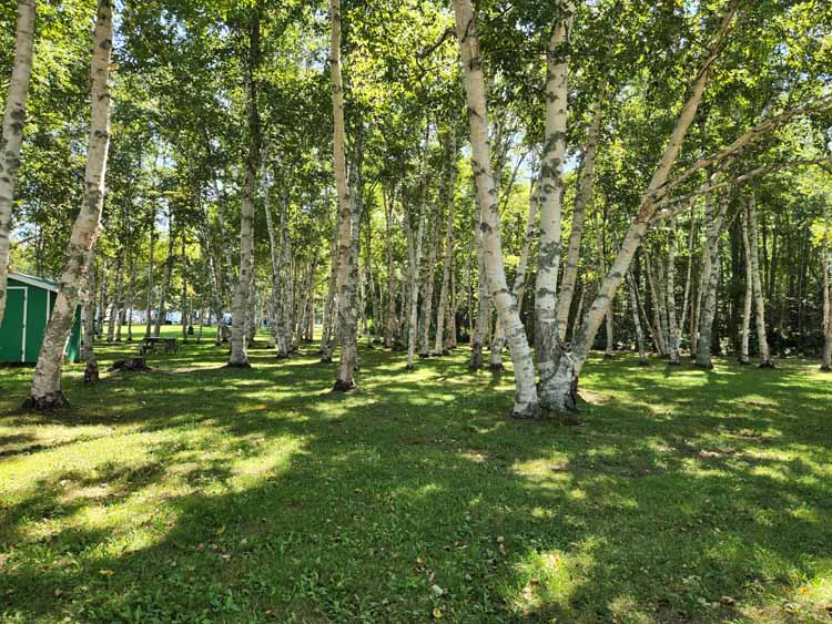 stand of birch trees